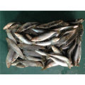 Small Specification Frozen Sardine Fish